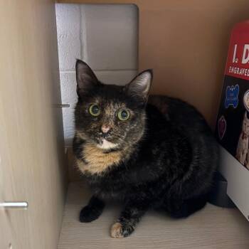 Domestic Short Hair Cats Available for Adoption - Coco | PetCurious