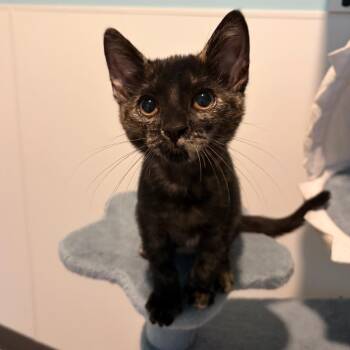 Steam -  Domestic Short Hair Cat for Adoption in Muncie, Indiana - Steam | PetCurious