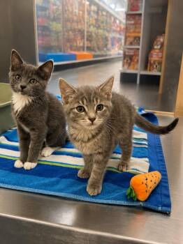 Taki -  Domestic Short Hair Cat for Adoption in Fort Lupton, Colorado - Taki | PetCurious