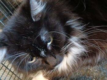 Domestic Long Hair Cats Available for Adoption in Thatcher, Arizona - Wynona | PetCurious