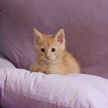 Frick -  Domestic Short Hair Cat for Adoption in Wyandotte, Michigan - Frick | PetCurious