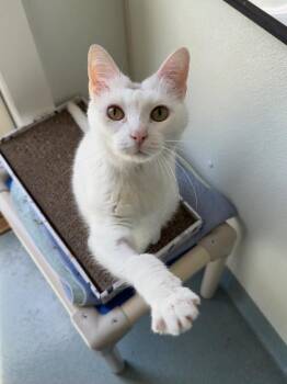 Sophie (fka Clarissa) -  Domestic Short Hair Cat for Adoption in Cumberland, Maine - Sophie (fka Clarissa) | PetCurious