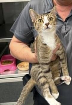 Candy -  Domestic Short Hair Cat for Adoption in Wheaton, Illinois - Candy | PetCurious