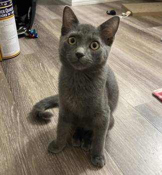Bagel Moongleam -  Domestic Short Hair and Russian Blue Cat for Adoption in Chandler, Arizona - Bagel Moongleam | PetCurious