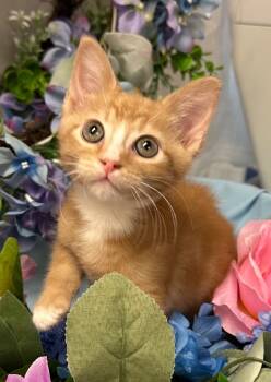 Rescue Domestic Short Hair Cats for Adoption in Stillwater, Oklahoma - 5/2/25 - Dash | PetCurious