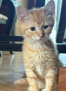 Sitka -  Domestic Short Hair Cat for Adoption in Morgantown, West Virginia - Sitka | PetCurious