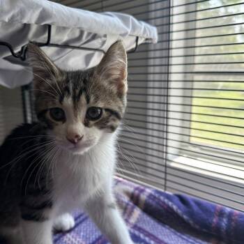 Greg -  Domestic Short Hair Cat for Adoption in Muncie, Indiana - Greg | PetCurious