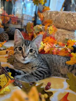 Melvin -  Domestic Short Hair Cat for Adoption in Lacon, Illinois - Melvin | PetCurious