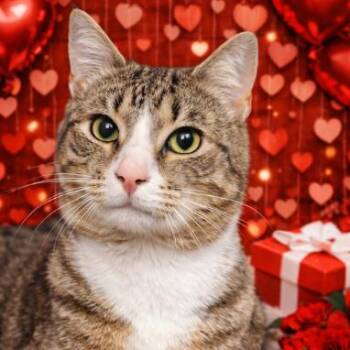 Domestic Short Hair Cats Available for Adoption - Watson | PetCurious