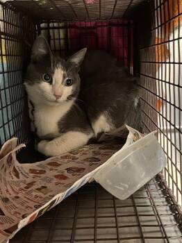 Domestic Short Hair Cats Available for Adoption in Modesto, California - BRUCE | PetCurious