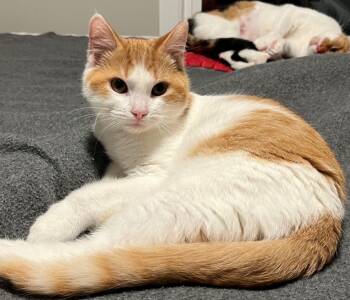 Rescue Domestic Short Hair Cats for Adoption in Cumberland, Maine - Oakley | PetCurious