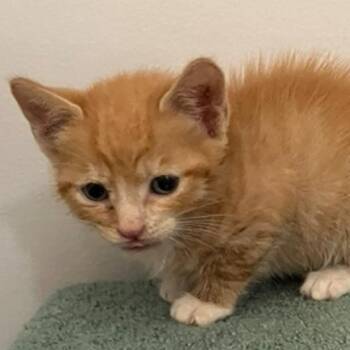 Sherbet McKenzie (bonded w/Lollipop) -  Domestic Short Hair Cat for Adoption in Merrifield, Virginia - Sherbet McKenzie (bonded W/Lollipop) | PetCurious