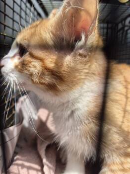 Domestic Short Hair Cats Available for Adoption in San Antonio, Texas - MIKAN | PetCurious