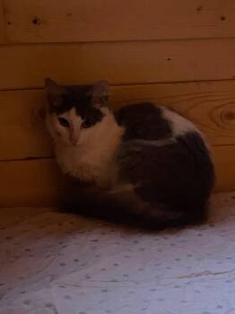 Sugar -  Domestic Medium Hair Cat for Adoption in Spencerville, Ontario - Sugar | PetCurious