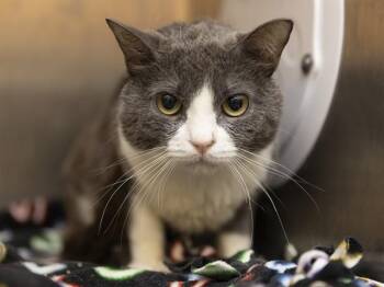 Domestic Short Hair Cats Available for Adoption in Phoenix, Arizona - BENNY | PetCurious