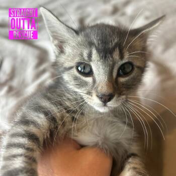 Lucy -  Domestic Short Hair Cat for Adoption in Vancouver, British Columbia - Lucy | PetCurious