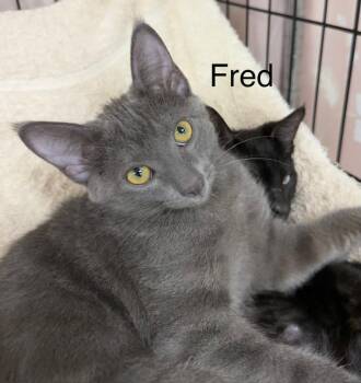 Fred -  Domestic Short Hair Cat for Adoption - Fred | PetCurious