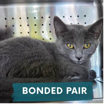 Inky -  Domestic Short Hair Cat for Adoption in Asheville, North Carolina - Inky | PetCurious