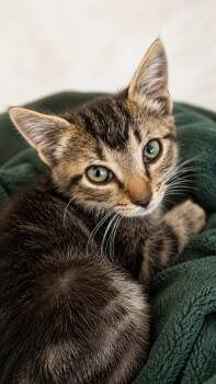 Zach -  Tabby Cat for Adoption in Calimesa, California - Zach | PetCurious