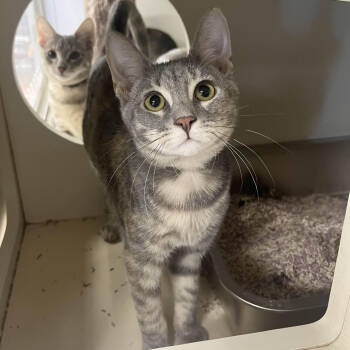 Rescue Domestic Short Hair Cats for Adoption in Medina, Ohio - Amidala | PetCurious