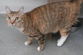 Domestic Short Hair Cats Available for Adoption in Boise, Idaho - Honey | PetCurious