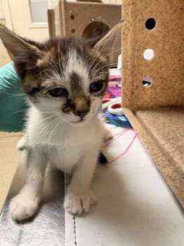 Domestic Short Hair Cats Available for Adoption in Riverside, California - GIGI | PetCurious