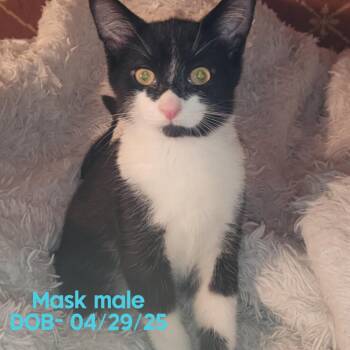 Rescue Domestic Short Hair Cats for Adoption in Caseville, Michigan - Mask | PetCurious