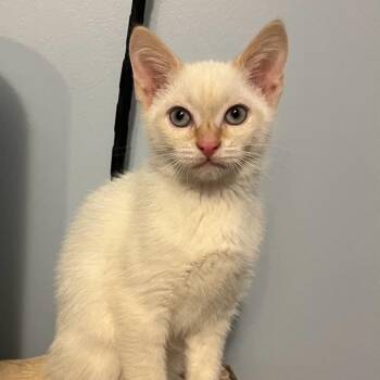 Siamese Cats Available for Adoption in Wyandotte, Michigan - Benjamin | PetCurious