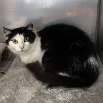 Georgia -  Domestic Long Hair Cat for Adoption in Exeter, Rhode Island - Georgia | PetCurious