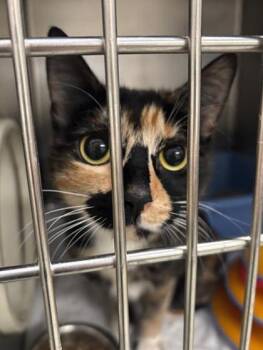 Domestic Short Hair Cats Available for Adoption in Baraboo, Wisconsin - Jupiter**Bonded With Pumpkin** | PetCurious