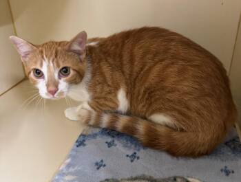 TANGO -  Domestic Short Hair Cat for Adoption in Hastings, Michigan - TANGO | PetCurious