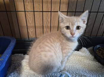 Rescue Domestic Short Hair Cats for Adoption in Thompson Falls, Montana - Babette | PetCurious