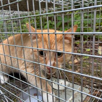 Domestic Short Hair Cats Available for Adoption in Greensboro, North Carolina - MIKA | PetCurious