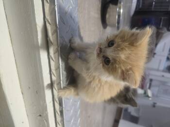 Kenny -  Domestic Short Hair Cat for Adoption in Globe, Arizona - Kenny | PetCurious