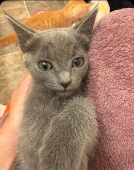 Anastasia -  Domestic Short Hair Cat for Adoption in San Jacinto, California - Anastasia | PetCurious