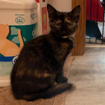 Daisy II (In Foster) -  Domestic Short Hair Cat for Adoption in Watertown, Wisconsin - Daisy II (In Foster) | PetCurious