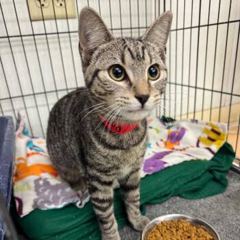 Domestic Short Hair Cats Available for Adoption - Pansy | PetCurious