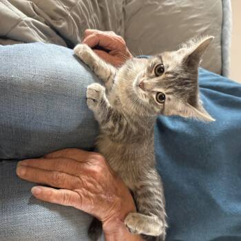 Whish -  Domestic Short Hair Cat for Adoption in Sioux Falls, South Dakota - Whish | PetCurious