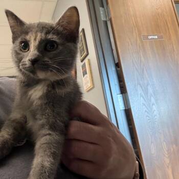 Domestic Short Hair Cats Available for Adoption in Carroll, Iowa - Muffin | PetCurious