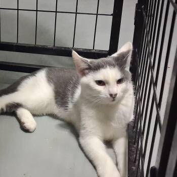 Abraham -  Domestic Short Hair Cat for Adoption in Iowa Falls, Iowa - Abraham | PetCurious