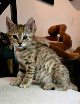 Rescue American Shorthair Cats for Adoption in Calimesa, California - Pita | PetCurious