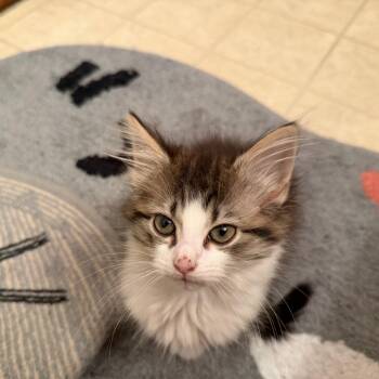 Pippi -  Domestic Short Hair Cat for Adoption in Yorktown, Indiana - Pippi | PetCurious