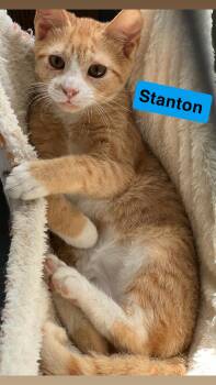 Rescue Domestic Short Hair Cats for Adoption in Morganton, North Carolina - Stanton | PetCurious