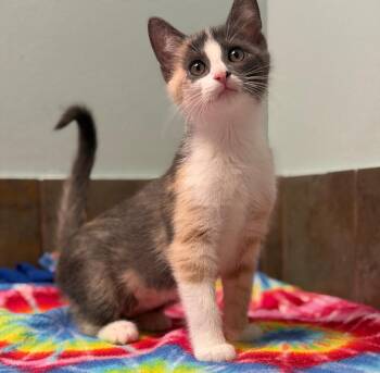 Oregon -  Domestic Short Hair Cat for Adoption in Columbus, Nebraska - Oregon | PetCurious