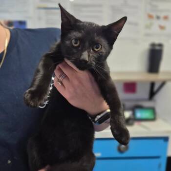 Sora -  Domestic Short Hair Cat for Adoption in Wahiawa, Hawaii - Sora | PetCurious
