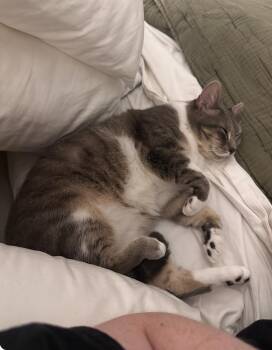 Jeannie -  Domestic Short Hair Cat for Adoption - Jeannie | PetCurious