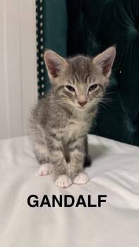 Gandalf -  Domestic Short Hair Cat for Adoption in Calgary, Alberta - Gandalf | PetCurious