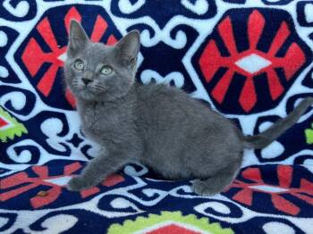 Rigel -  Domestic Short Hair Cat Available for Adoption in Corpus Christi, Texas - Rigel | PetCurious