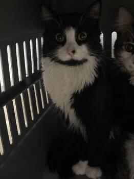 NINO -  Domestic Long Hair Cat for Adoption in Las Vegas, Nevada - NINO | PetCurious
