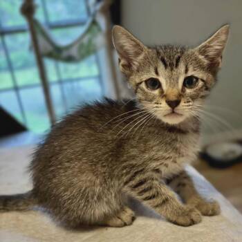 Domestic Medium Hair Cats Available for Adoption in Glocester, Rhode Island - McGinnis | PetCurious